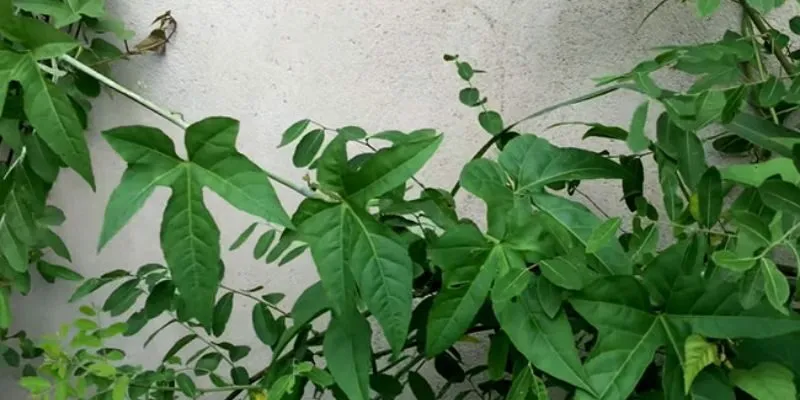 Chữa thoát vị đĩa đệm bằng lá chìa vôi