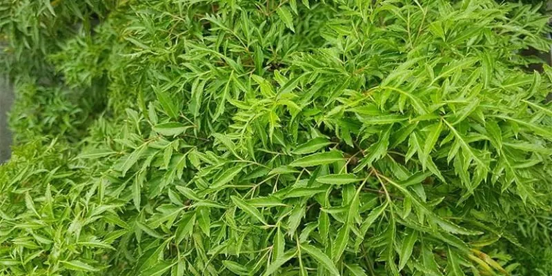 trị thoát vị đĩa đệm từ Đinh lăng