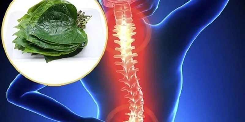 chữa thoát vị đĩa đệm bằng lá lốt