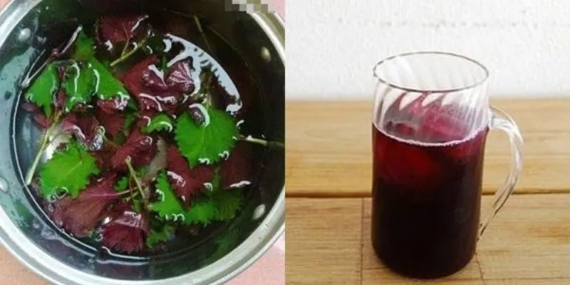 chữa thoát vị đĩa đệm bằng lá tía tô