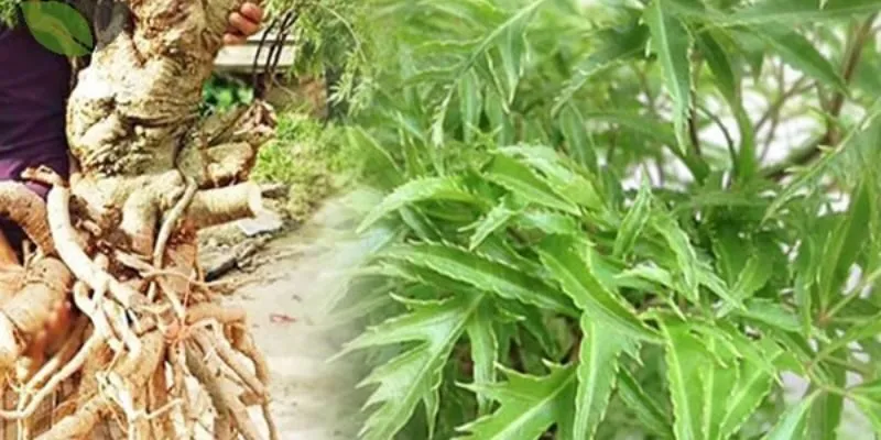 trị thoát vị đĩa đệm từ Đinh lăng